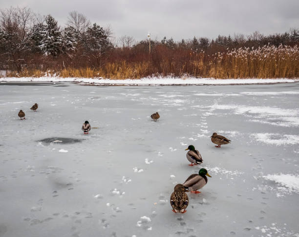 Mallard Duck Group walking on a frozen lake