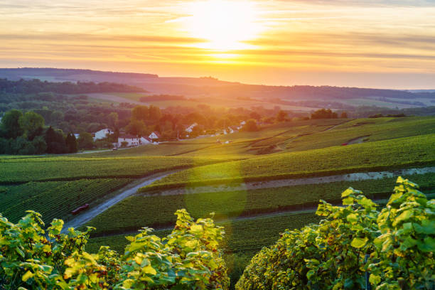 champagne vineyards at sunset, montagne de reims, france - montagne sol imagens e fotografias de stock