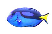 regal blue tang tropical fish cute isolated on white background