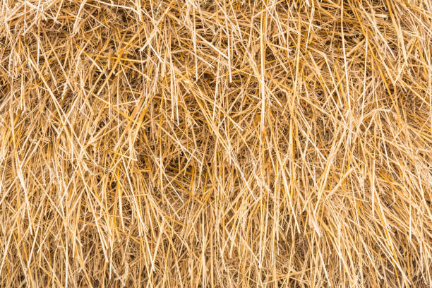 Haystack close-up, texture, abstract background stock photo