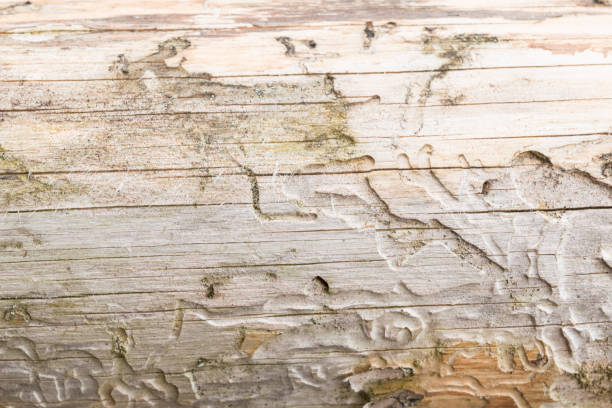 tekstura starego naturalnego drewna, suchy kłoda świerku jest uszkodzona przez małe pęknięcia, ma niejednolity kolor, ślady korników są szczekane, zbliżenie, abstrakcyjne tło - barked log zdjęcia i obrazy z banku zdjęć