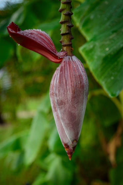 istock Banana blossom, Banana flower 653260990