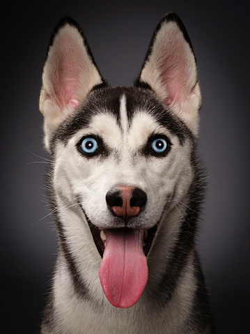 A close-up of a happy Siberian Husky dog looking directly at the camera.
