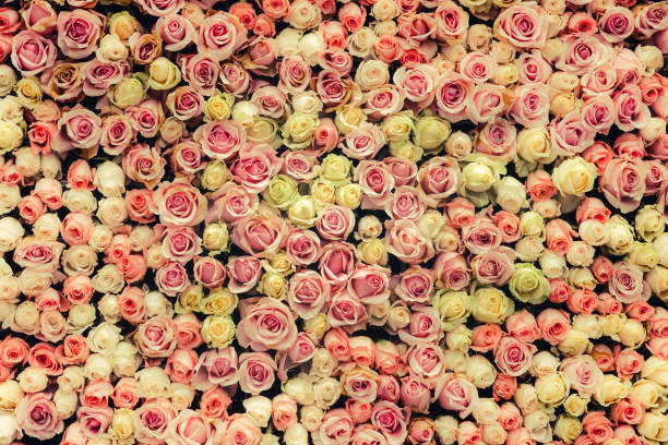 istock flowers wall background with amazing roses 653267940