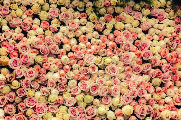 istock flowers wall background with amazing roses 653267950