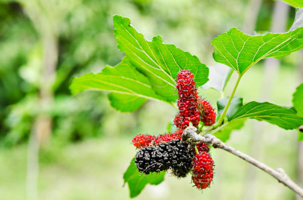 istock black ripe and red unripe mulberries on the branch 653271368