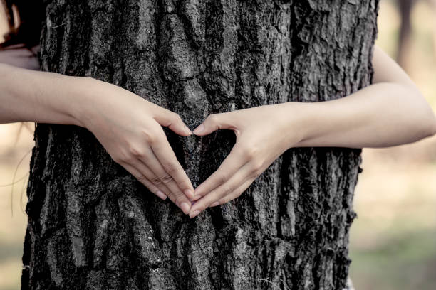 istock woman hands making a heart shape around a big tree 653274400