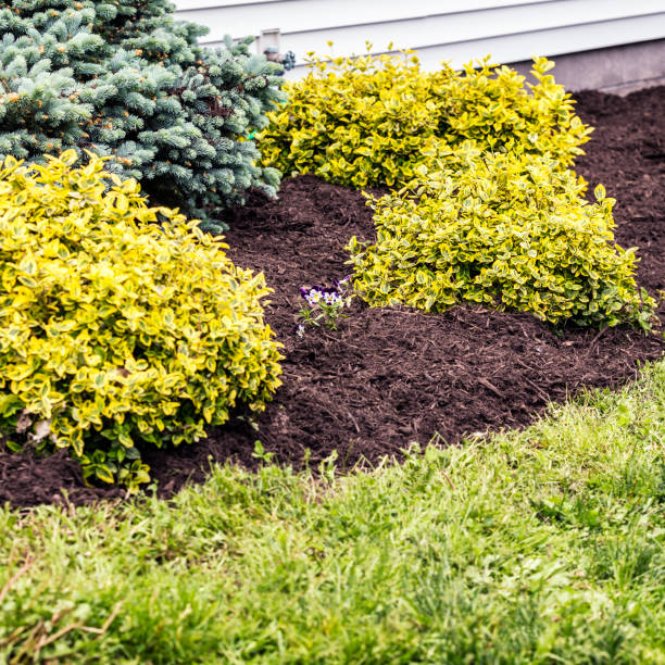 istock New Compost Mulch in Landscaped Ornamental Garden 653274488