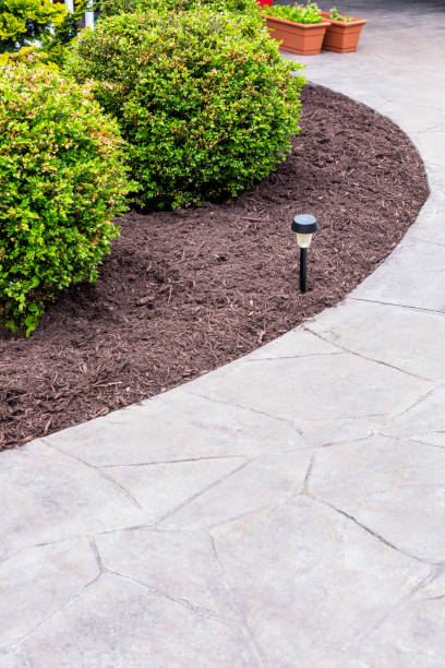 istock New Landscaped Compost Mulch Under Bushes Along Concrete Walkway 653274512