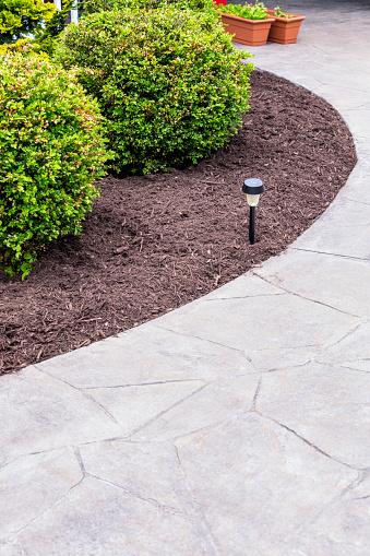 This newly landscaped garden area along the edge of a concrete residential home walkway has just been completely weeded and cleaned up with fresh compost mulch spread evenly on the ground under and surrounding several ornamental bushes.