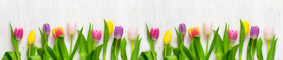 Beautiful tulips on a white background. Spring Concept. Long format