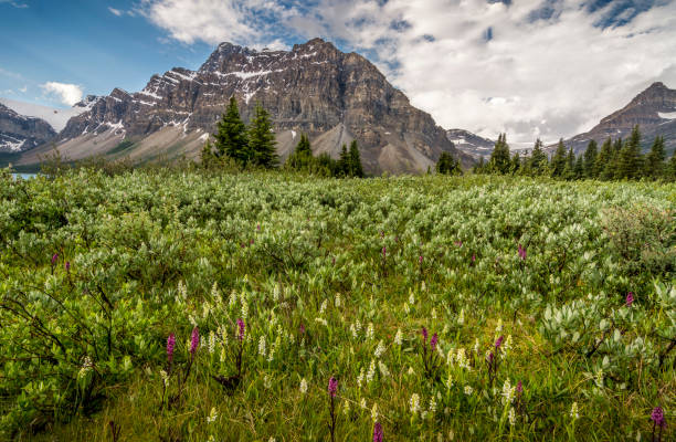 istock Summer Bow Lake Banff National Park 653277404