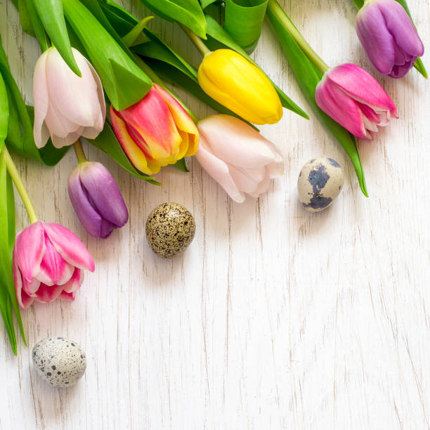 istock colorful tulips and quail eggs on a white background. Easter 653277410