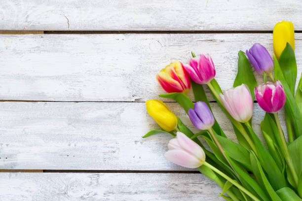 istock White  Boards wooden background with beautiful tulip, Spring or 653277904
