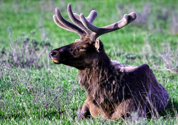 istock A bull elk rests after a long winter. 653281002