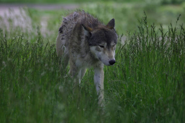 istock A sleepy lone wolf emerges from his winter den to greet spring. 653281928