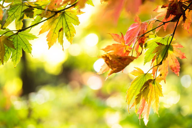 istock beautiful golden leaves in public park 653287536