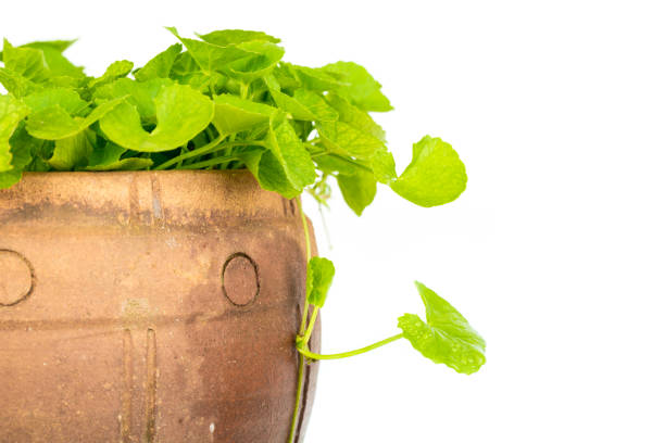 gotu kola leaf herb alternative medicine on white background
