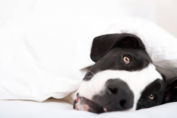istock Dog under duvet cover 653290826