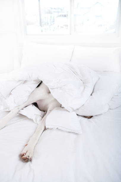 istock Dog playful under duvet cover 653290922