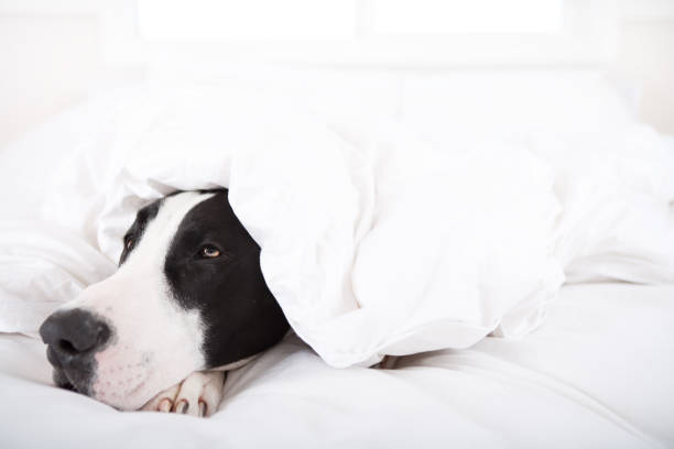 istock Dog under duvet cover 653290962