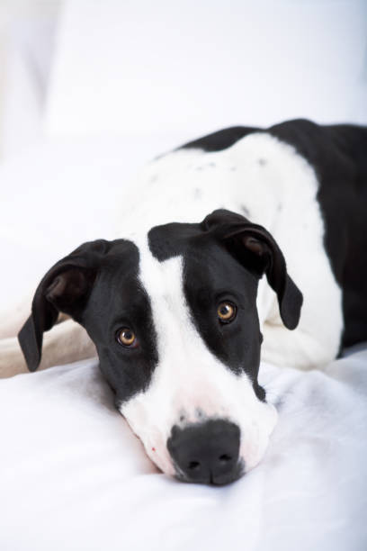 istock Great dane dog laying in bed 653291162
