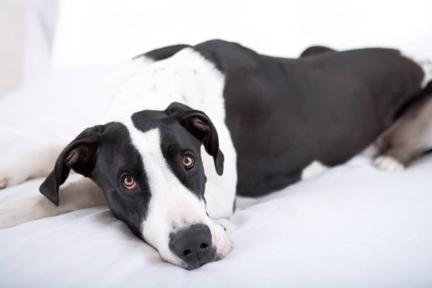 istock Great dane dog laying in bed 653291234