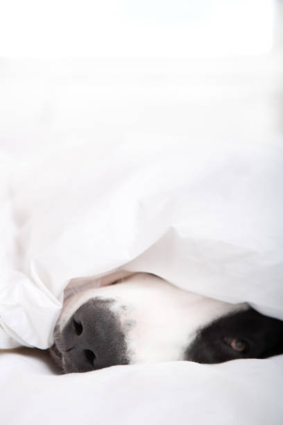 istock Dog under duvet cover 653291260