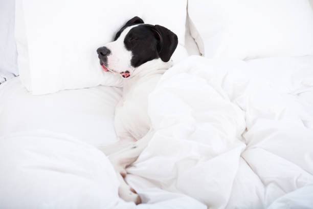 istock Dog sleeping under duvet cover 653291290