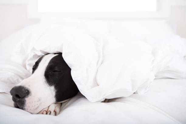 istock Dog sleeping under duvet cover 653291318