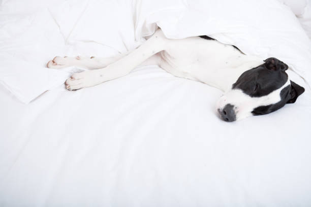 istock Dog sleeping under duvet cover 653291448