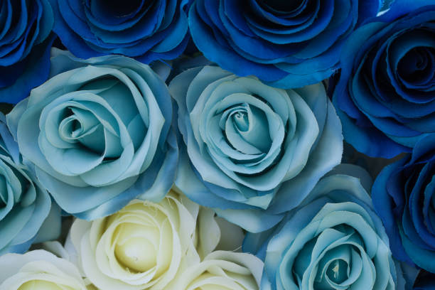 istock Blue and yellow roses flower for background. 653294764