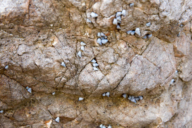 istock Rock texture and surface background. Cracked and weathered natural stone background. 653294932