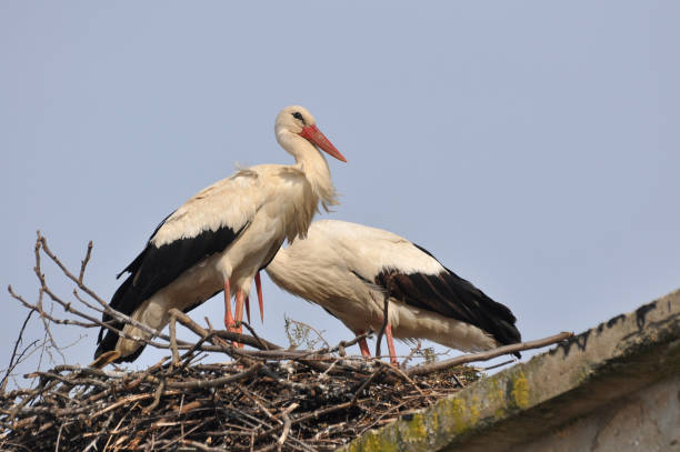 istock Couple of storks 653307142