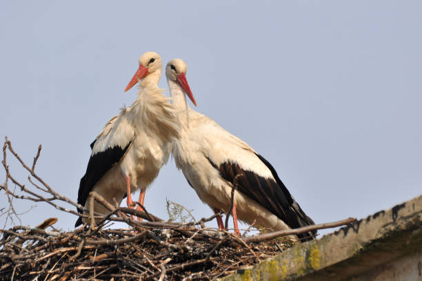 istock Couple of storks 653307150