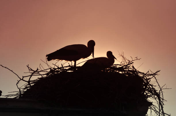 istock Couple of storks 653307160