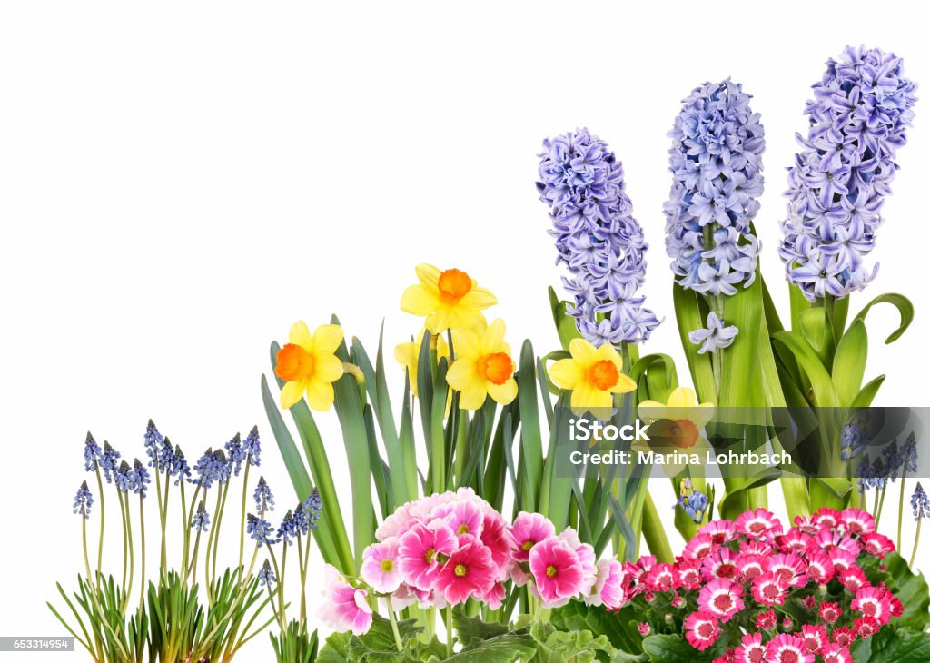 Frühlingsblumen - Photo de Plante à bulbe libre de droits