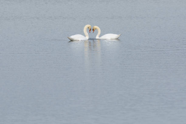 istock Two Swans Forming a Heart Shape in a Lake 653315654
