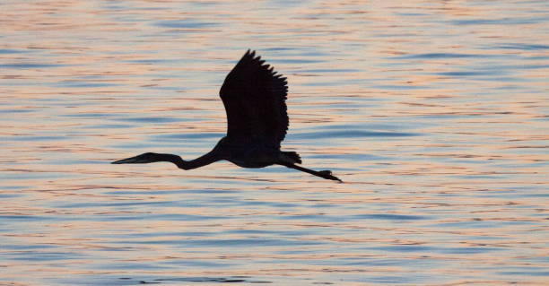 istock Silhouette of Great Blue Heron flying over water 653318420