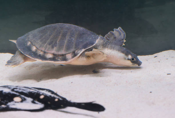 istock Soft-bodied tortoise Chinese trionix 653318750