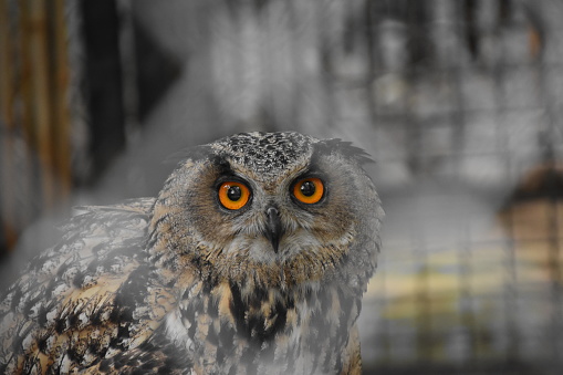 Owl  IN captured