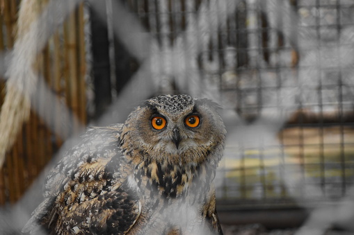 Owl  IN captured