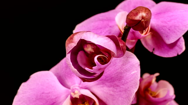 Purple orchid flower growing timelapse