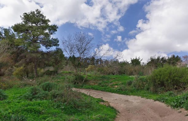 istock Dirt road among green grass and trees 653319828