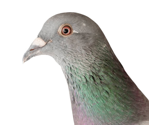 istock close up head shot of pigeon bird isolate white background 653322678