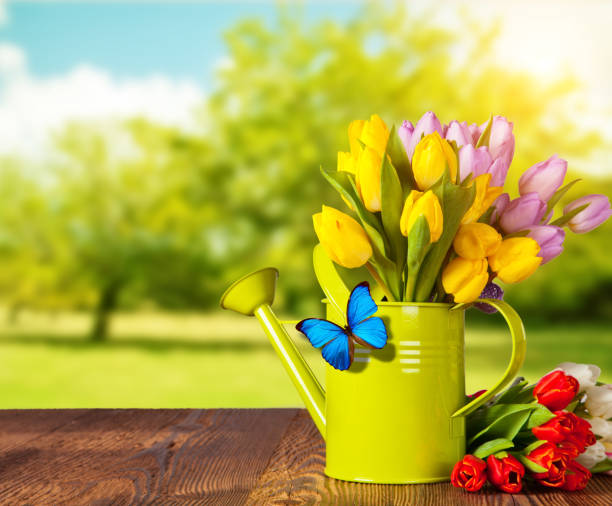 Spring pink tulip flower bouquet on wooden planks, blur garden on background