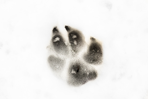 Dog foot print in the snow, animal background