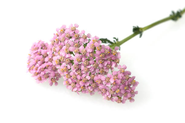 istock Yarrow; Achillea; millefolium 653326900