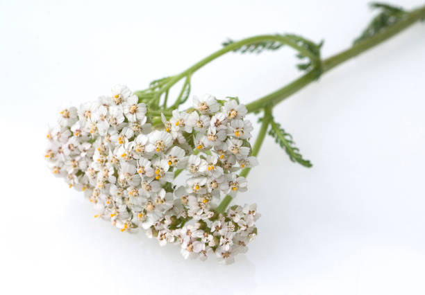istock Yarrow; Achillea; millefolium 653326996