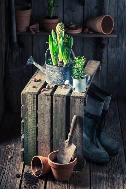 istock Young spring flowers in an old wooden shed 653329316